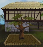 Oak3