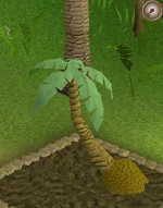 Palm5