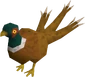 Pheasant3tail