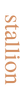 Stallion text