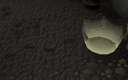 Surok footsteps