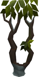 Thigat tree