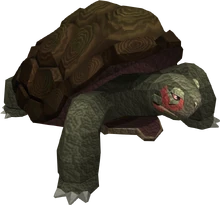 Tortoise