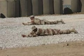 Prone position.jpg