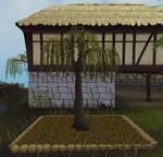 Willow4