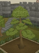 Yew6