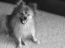 Roscoe
