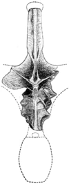 Amphicoelias