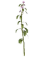 White horsenettle