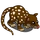 Spotted Quoll