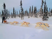 800px-White huskies dog sledding