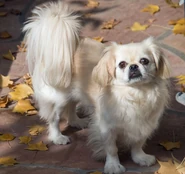 Bailey Pekingese