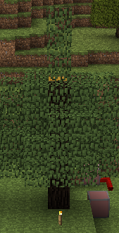 Rubber Tree