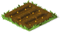 Golden Carrots Seed