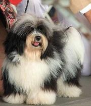 220px-Havanese cd1