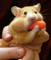 Cute-animal-picture.jpeg