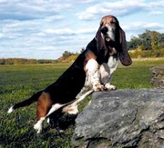 Bassett-Hound-Puppies-For-Sale-5
