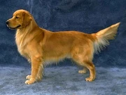 Golden.retriever