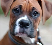 Boxer fanner1