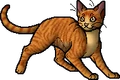 Brackenfur.apprentice.alt2.png