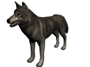 Lobo mexico2