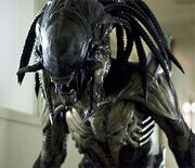 XenomorphPredalien