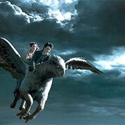 Buckbeakflying