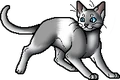 Rainwhisker.apprentice.alt