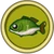 Perca