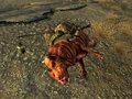 Brahmincorpse.jpg