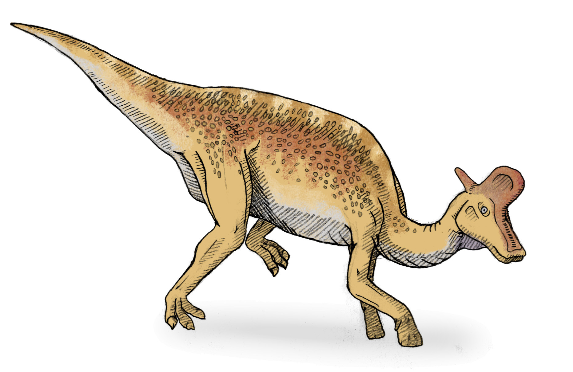 Lambeosaurus Facts