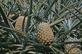 Pineapple.jpg