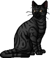 Darkstripe.warrior