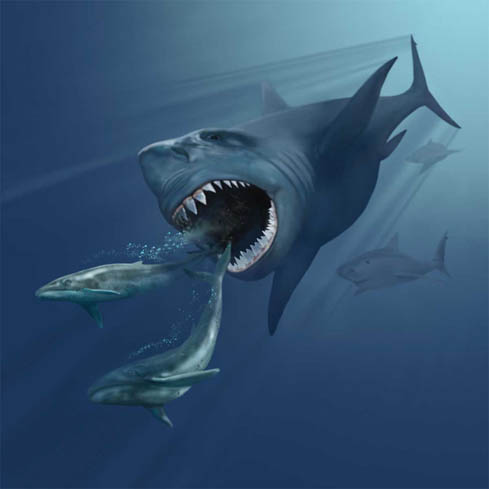 megalodon vs whale