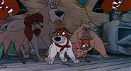 Oliver protected by the gang