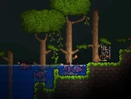 Angler Fishes