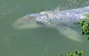 Baby Gray Whale - Peeking Thru Water.jpg