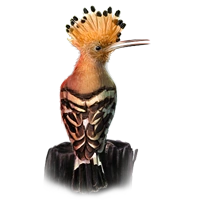 Huge item hoopoe 01.png