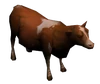 VB brahmin.png