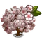 Yoshino Cherry Tree-icon