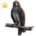 Powerful Owl