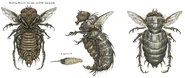 BloatflyCA1