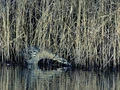 Thumbnail for version as of 18:56, February 21, 2012