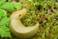 Banana-Slug.jpg