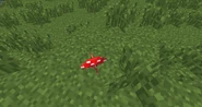 Small Red Mushroom