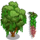 Macadamia Tree-icon