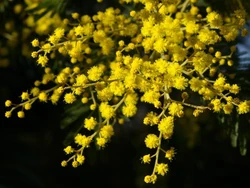 Mimosa.jpg