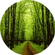 Trees.png