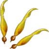 Kelp detail