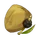 Reed Seed